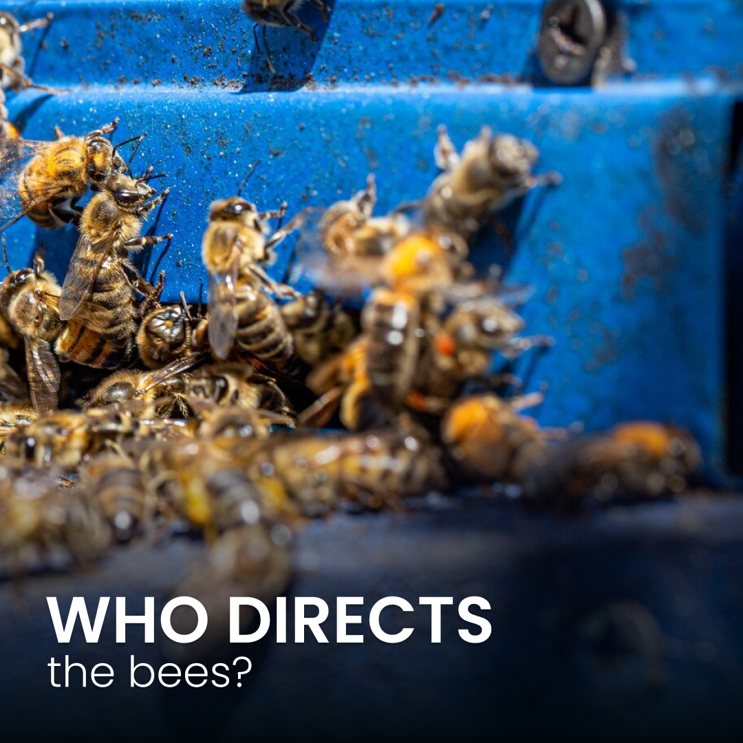 Who Directs the Bees? Unraveling the Sweet Mystery of Topanga Quality Honey