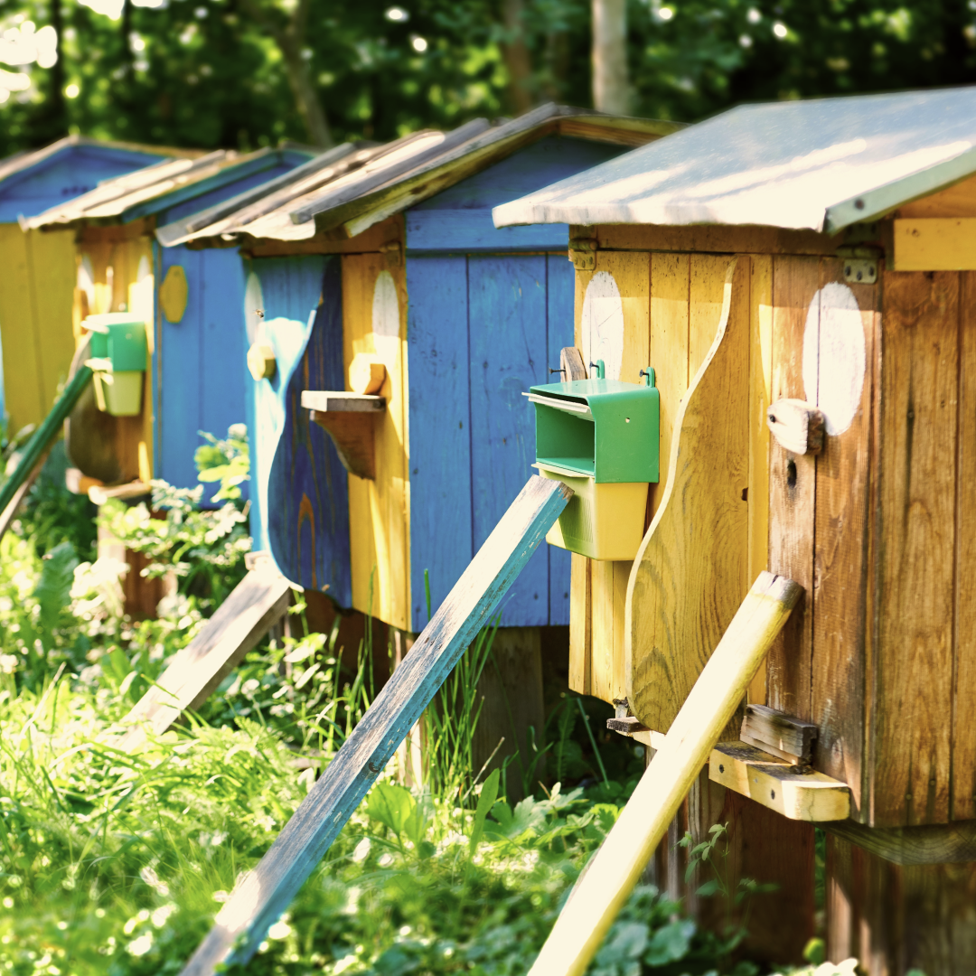 Unveiling the Sweet Beginnings: The First Mention of Honey