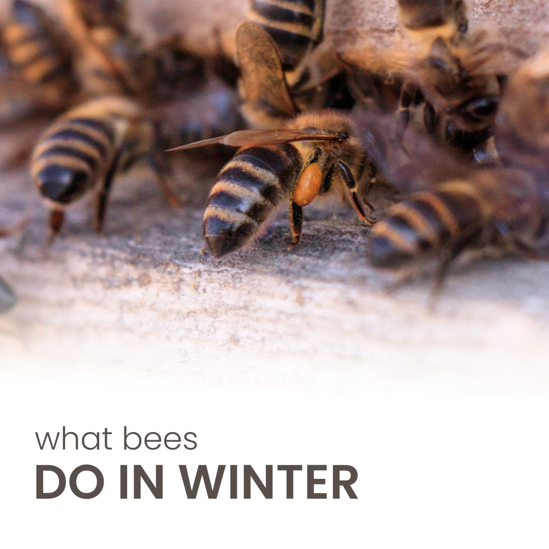 The Buzz on Bees: How They Thrive Throughout the Chill