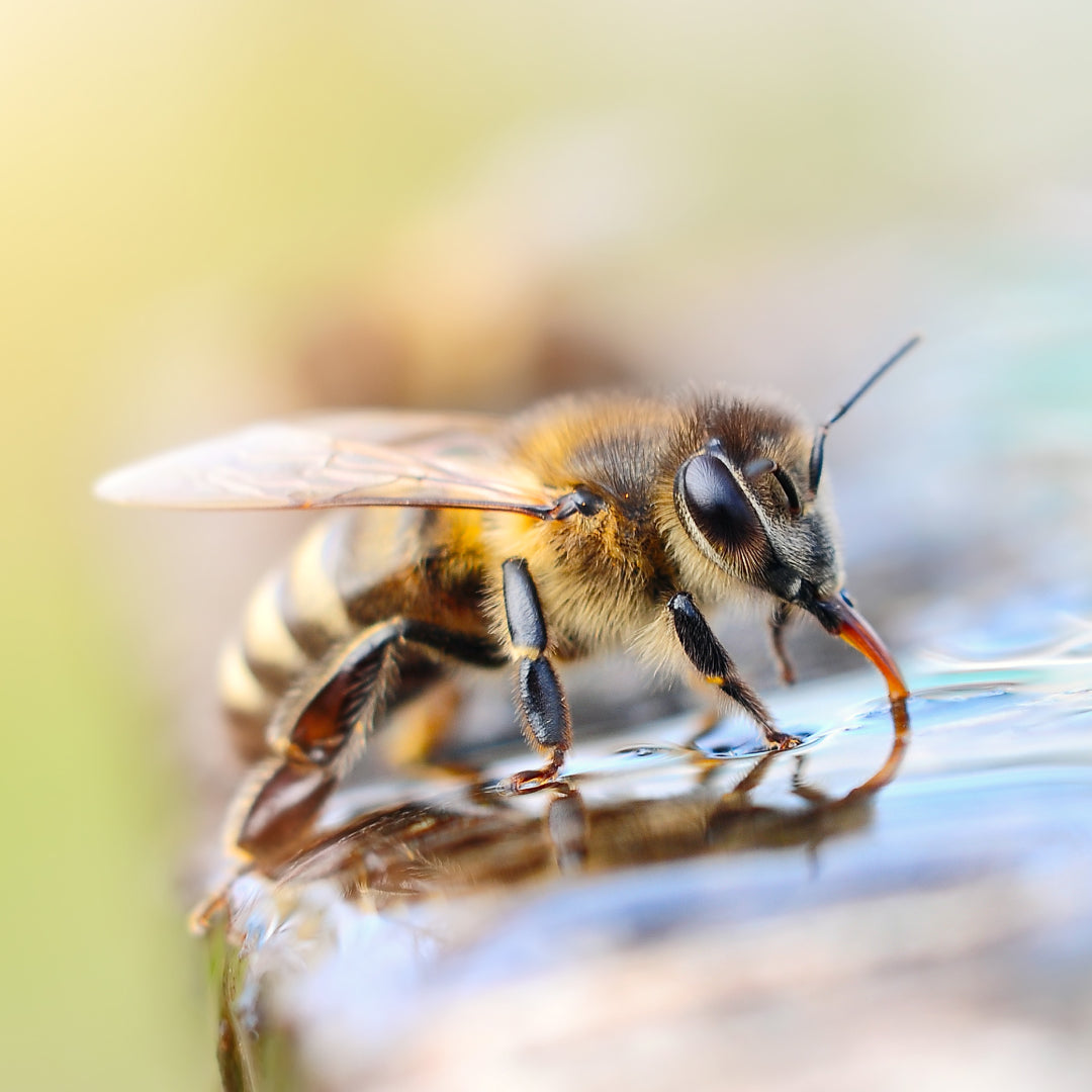Honeybee drinking water