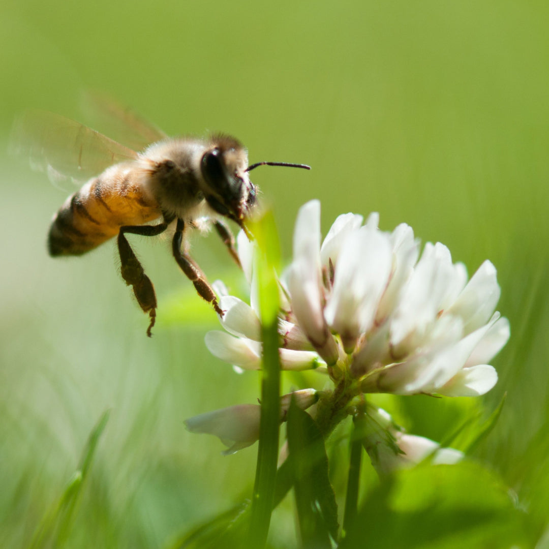 Topanga Quality Honey