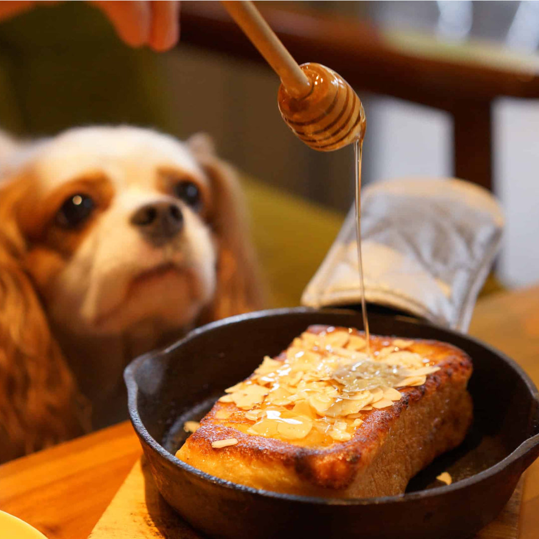 Unlocking the Sweet Benefits of Topanga Quality Honey for Your Pets