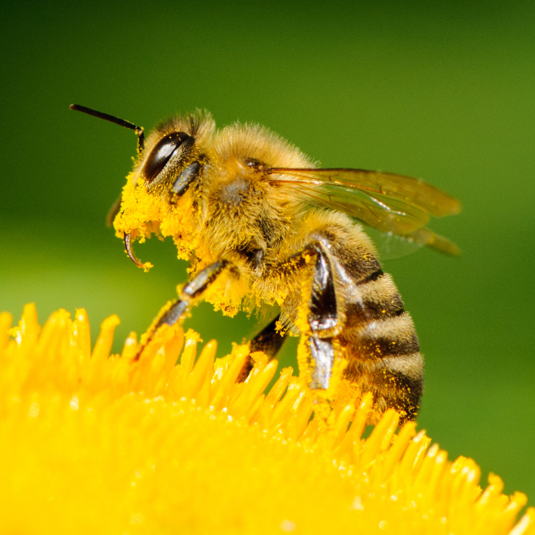 Bee pollinating a flower