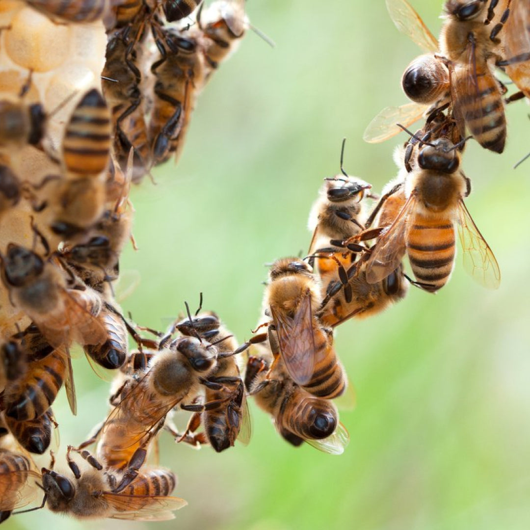 How can you help bees today