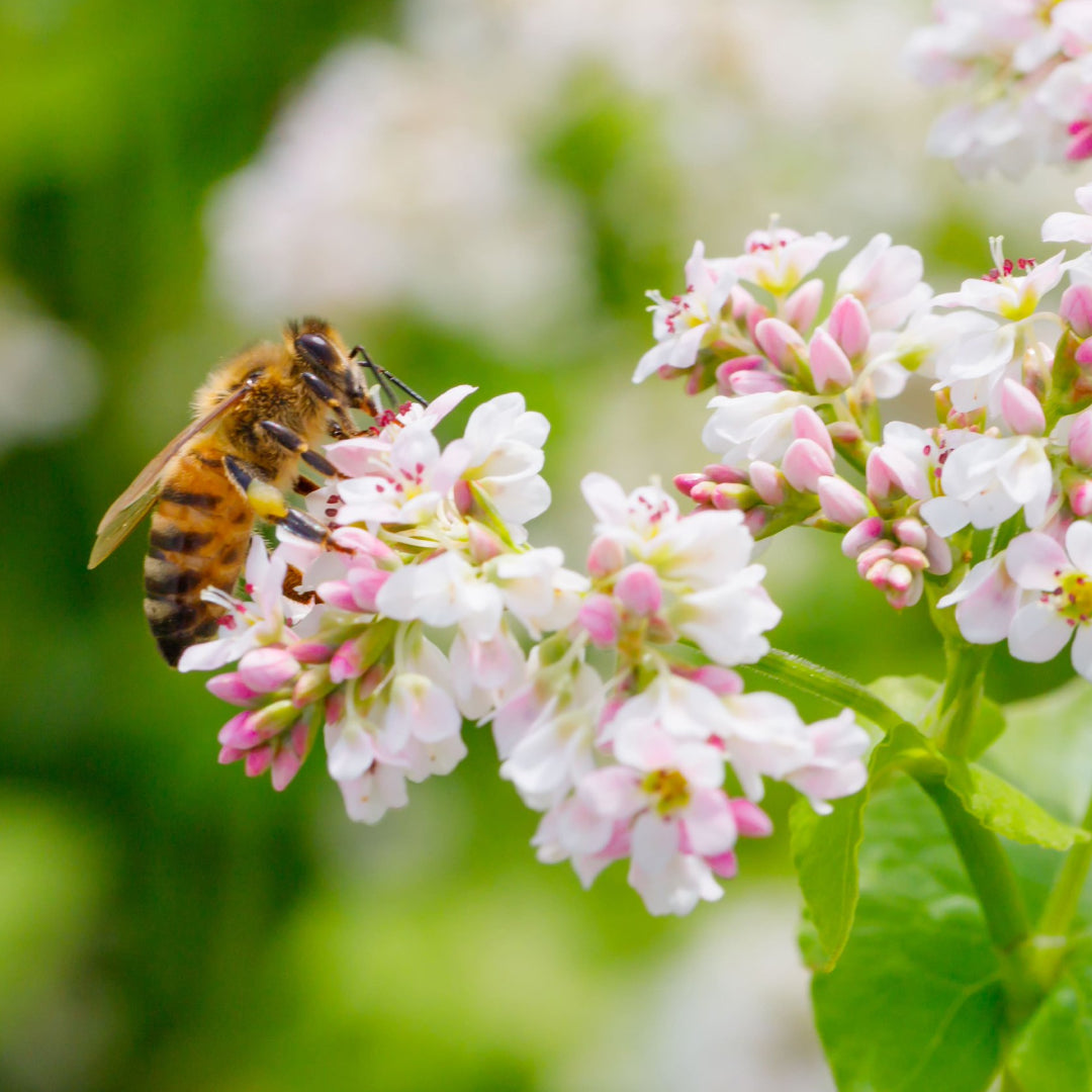 Discover Topanga Quality Honey: A Sweet Paradise in California!