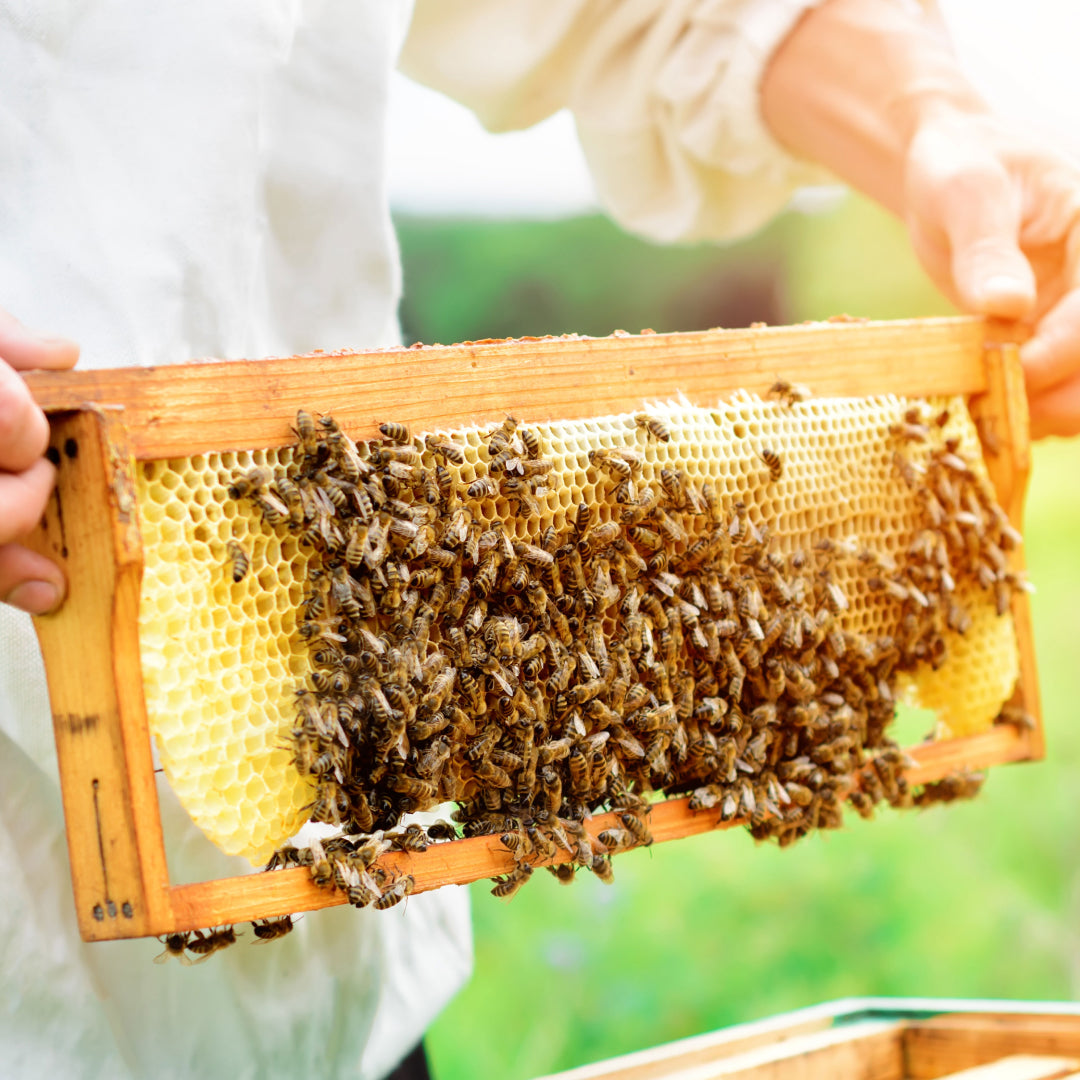 Beekeeper harvesting honeycomb