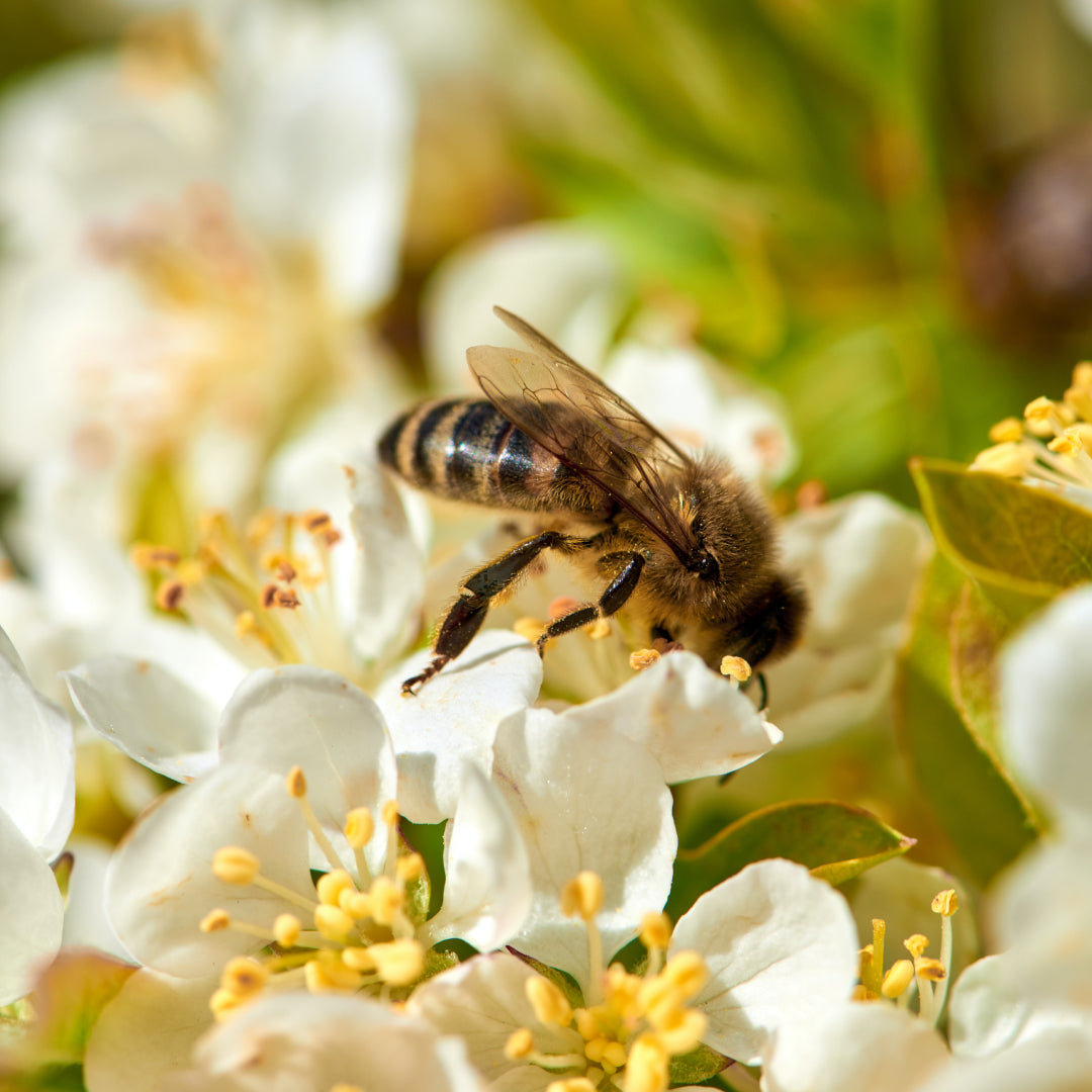 Sweet post. How bees make honey