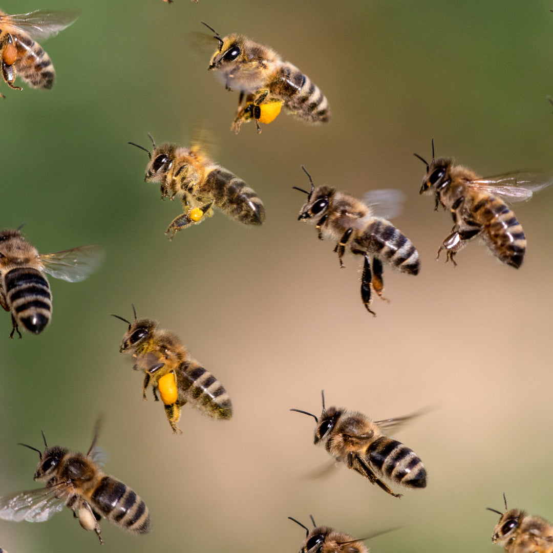 Honeybee collecting nectar from a flower
